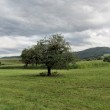 Septemberbaum beim Hexenloch Oberlauchringen