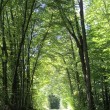 Bergwald bei Lauchringen im September 2013