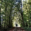 Bergwald bei Lauchringen im September 2013