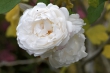 D72_3682_1920