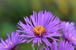 D72_3695_1920