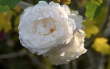 D72_3719crop_1920