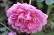 D72_3733_1920