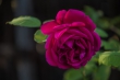 DSC_3366_1920