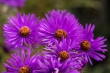 DSC_3389_1920
