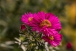 DSC_3394_1920