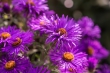 DSC_3398_1920