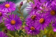 DSC_3401_1920