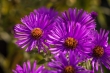 DSC_3403_1920