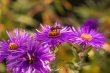 DSC_3404_1920