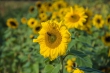 DSC_3523_1920