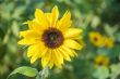 DSC_3531_1920
