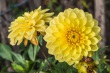 DSC_5731_1920