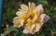 DSC_5735_crop_1920