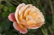 DSC_5781_crop_1920