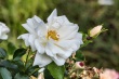 DSC_5783_1920