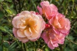 DSC_5784_1920