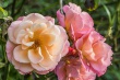 DSC_5788_1920