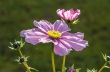 DSC_5872_crop_1920