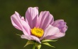 DSC_5878_crop_1920