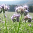 Phacelia