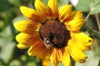 Sonnenblume mit Gast