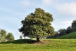 Mystischer Baum im frühen Herbst