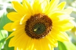 Sonnenblume, highkey