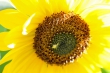 Sonnenblume