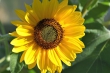 Sonnenblume