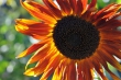 Abendrote Sonnenblume