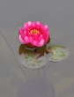 Rote Seerose