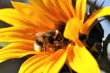 Hummel auf Sonnenblume