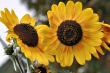 Sonnenblumen im September