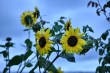 Sonnenblumen in der Dämmerung