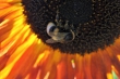 Hummel auf Abendsonnenblume