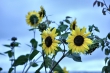 Sonnenblumen in der Dämmerung