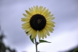Sonnenblume vor lilablassgrauem Regenhimmel