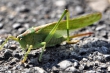 Grüner Grashüpfer