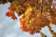 Herbstlaub