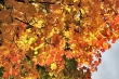 feueriges Herbstlaub
