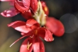 Wassergladiole im Oktober