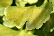 Herbstlicher Gingko