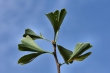 Herbstlicher Gingko