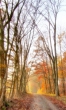 Erträumter November