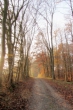 Novemberwald