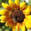 Sonnenblume mit Gast