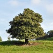 Mystischer Baum im frühen Herbst