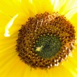 Sonnenblume