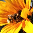 Hummel auf Sonnenblume